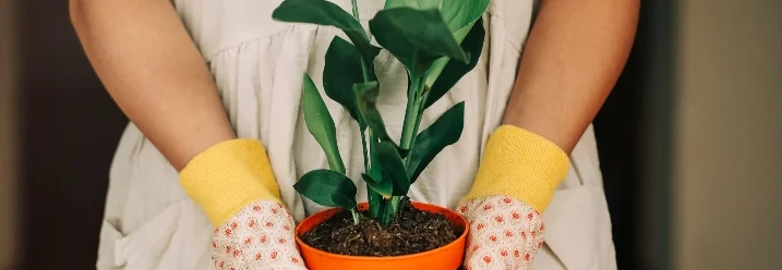 Person hält Topfpflanze in Gartenhandschuhen